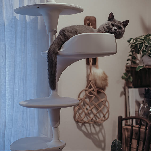 キャットタワー Oppo オッポ Cat Forest キャットフォレスト Ot 669 700 4 メッセージカード対応 猫 キャットタワー おしゃれ キャットツリー 突っ張り シンプル 上品 ホワイト 白 ねこ あす楽 のレビュー クチコミとして参考になる投稿6枚