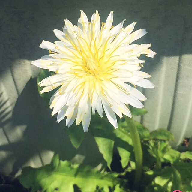 タンポポ 珍しい花 和名はシロバナタンポポ 花言葉 ベッド周りのインテリア実例 05 01 13 52 32 Roomclip ルームクリップ