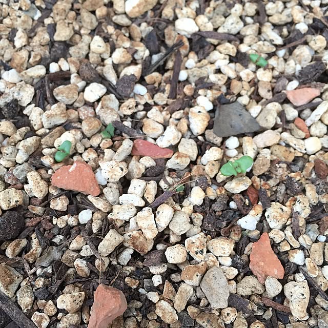 ハーブの種 ラベンダー サカタのタネ 0 1ml 多年草 春まき 秋まき のレビュー クチコミとして参考になる投稿2枚 ハーブの種 ラベンダー サカタのタネ 0 1ml 多年草 春まき 秋まき のレビュー クチコミとして参考になる投稿2枚