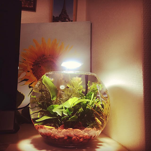 写真付きレビュー めだか 水草 私の小さなアクアリウム メダカの隠れ家 おしゃれなフローラボール 飼育セット 本州 四国限定の通販商品 口コミ情報 Roomclipショッピング