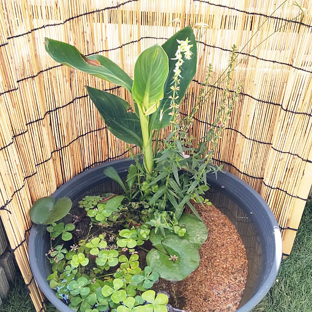 写真付きレビュー ビオトープ 水辺植物 メダカの鉢にも入れられる水辺植物 ウォータークローバー ムチカ 1ポット 抽水 浮葉植物の通販商品 口コミ情報 Roomclipショッピング