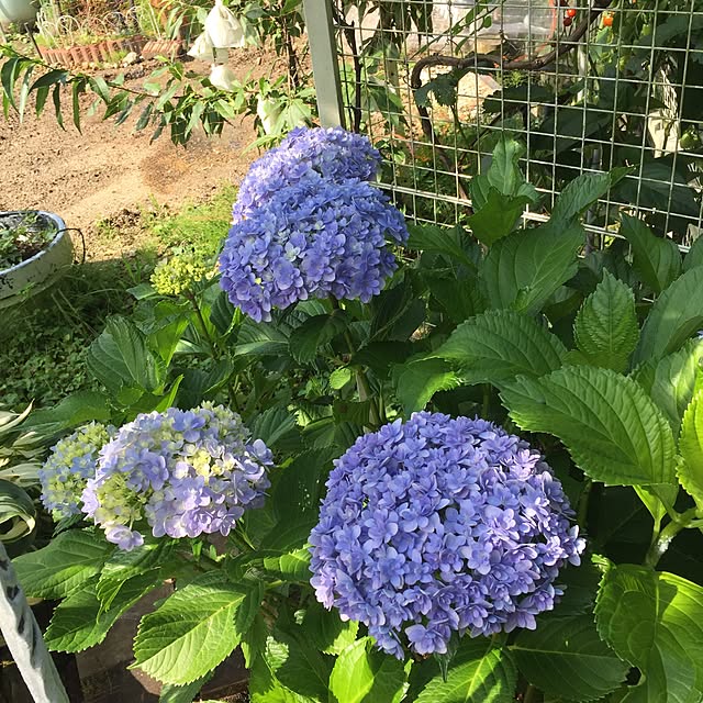 紫陽花ウズアジサイお多福 別名 オタフク紫陽花ともいいます あじさい 大苗 年開花7月剪定後の状態でお届けとなりますのレビュー クチコミとして参考になる投稿1枚 Roomclip ルームクリップ 紫陽花ウズアジサイお多福 別名 オタフク紫陽花ともいいます あじさい 大苗 年開花7月剪定後の状態でお届けとなりますのレビュー クチコミとして参考になる投稿1枚 Roomclip ルームクリップ