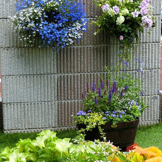 花の種 営利用 ロベリア リビエラ ブルーアイズ 1000粒 マルチペレット種子 サカタのタネ 種苗 メール便発送 のレビュー クチコミとして参考になる投稿1枚