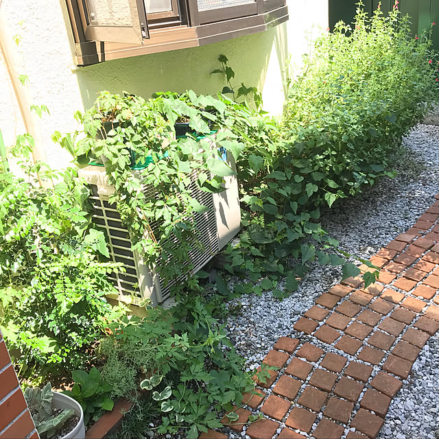 お試し シマトネリコ 3号 白色 プラスチック鉢 トネリコ苗木 苗 バルコニスト 敬老の日 ポイント消化 観葉植物のレビュー クチコミとして参考になる投稿1枚