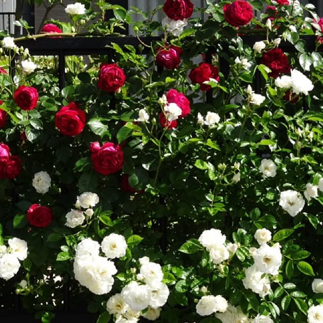 バラ苗 つるサマースノー オリジナル角鉢 中苗 つるバラ 白色 強健 バラ 苗 つるばら 薔薇のレビュー クチコミとして参考になる投稿1枚 Roomclip ルームクリップ バラ苗 つるサマースノー オリジナル角鉢 中苗 つるバラ 白色 強健 バラ 苗 つるばら 薔薇のレビュー クチコミとして参考になる投稿1枚 Roomclip ルームクリップ