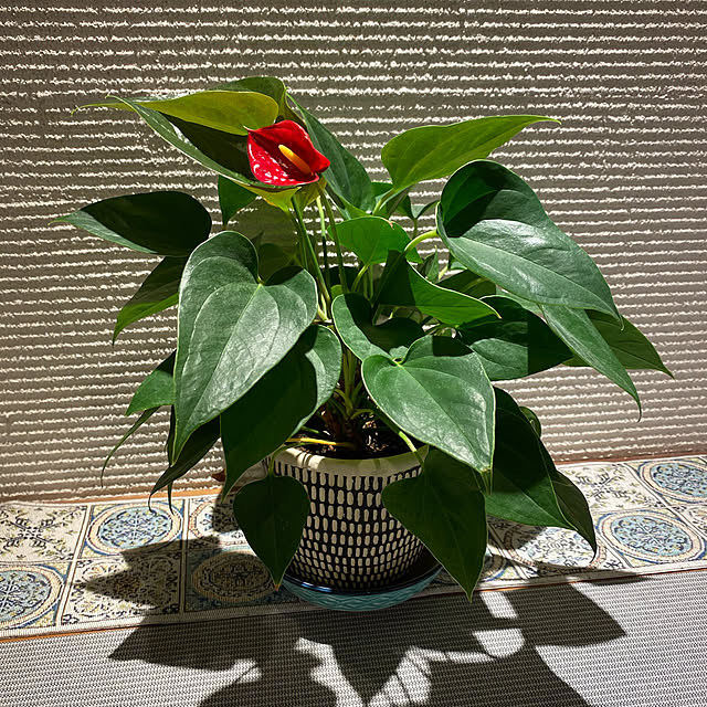 アンスリューム 小さなロイヤルピンクチャンピオン４号鉢 観葉植物のレビュー クチコミとして参考になる投稿4枚 Roomclip ルームクリップ