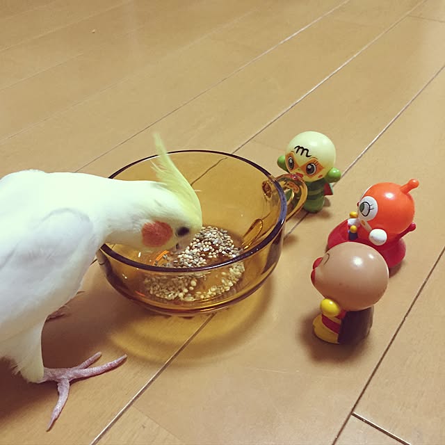 写真付きレビュー】NPF エクセル おいしい小鳥の食事 皮付き 1．8kg 鳥 フード えさ 餌 関東当日便の通販商品口コミ情報 |  RoomClipショッピング