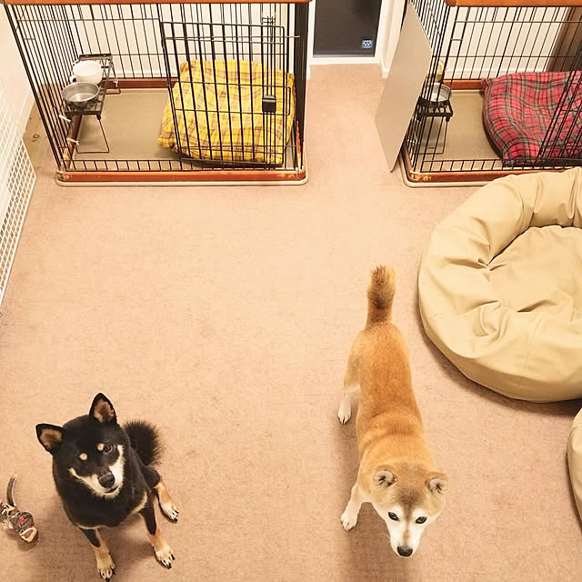 ペットベッド 犬 中型犬 Mサイズ ビーズクッション 国産合皮レザー 汚れ わた 犬 ネコ 安心 ビーズ わた補充可能 カバー 日本製 プレゼント ギフト コテラ こてらのレビュー クチコミとして参考になる投稿22枚 Roomclip ルームクリップ