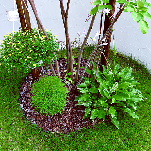 237円 送料無料 草花の苗 コキア ホウキグサ 3号ポット 2株セット