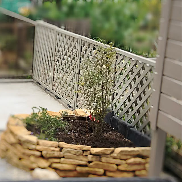 南東向きの庭 無言フォロー いいねすいません 常緑 つる性植物 ラティスフェンス などのインテリア実例 22 03 29 22 42 14 Roomclip ルームクリップ