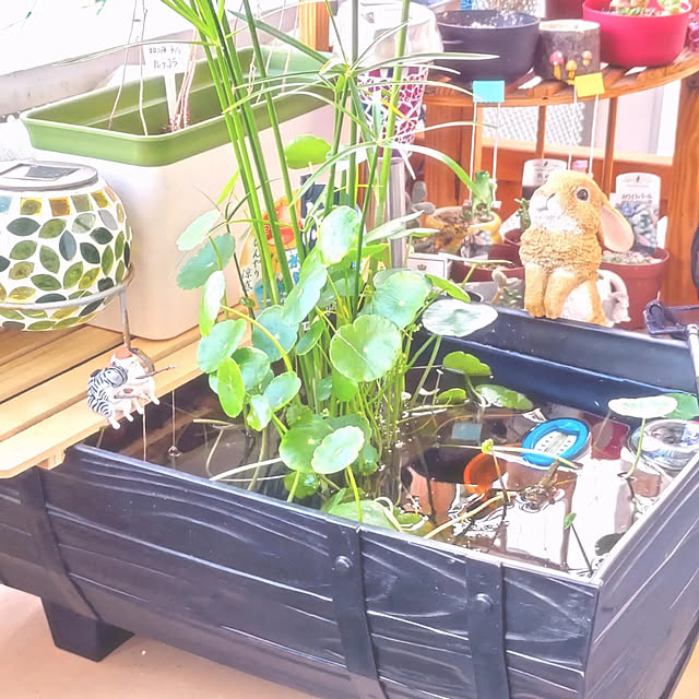 写真付きレビュー ビオトープ 水辺植物 ウォーターコイン ウォーターマッシュルーム 1ポット 湿生植物 休眠株 の通販商品 口コミ情報 Roomclipショッピング