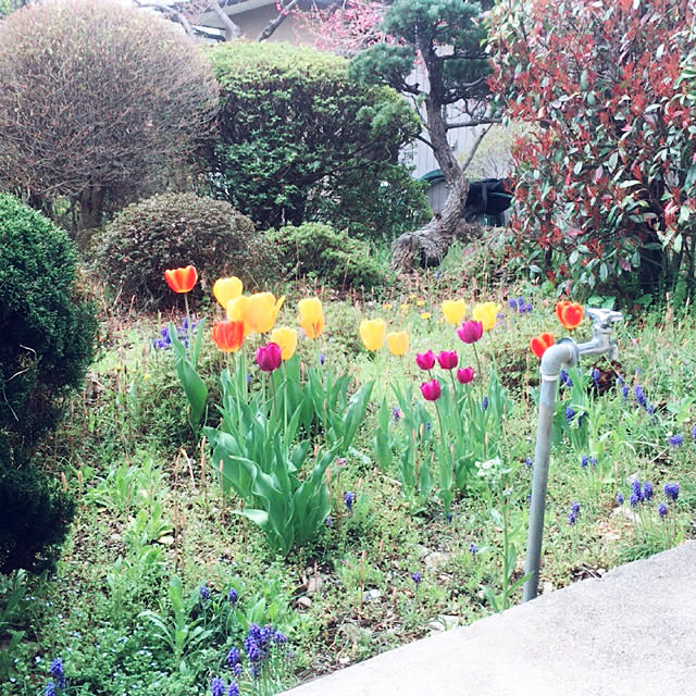 チューリップ 日本庭園 庭 玄関 入り口のインテリア実例 19 04 25 10 16 10 Roomclip ルームクリップ