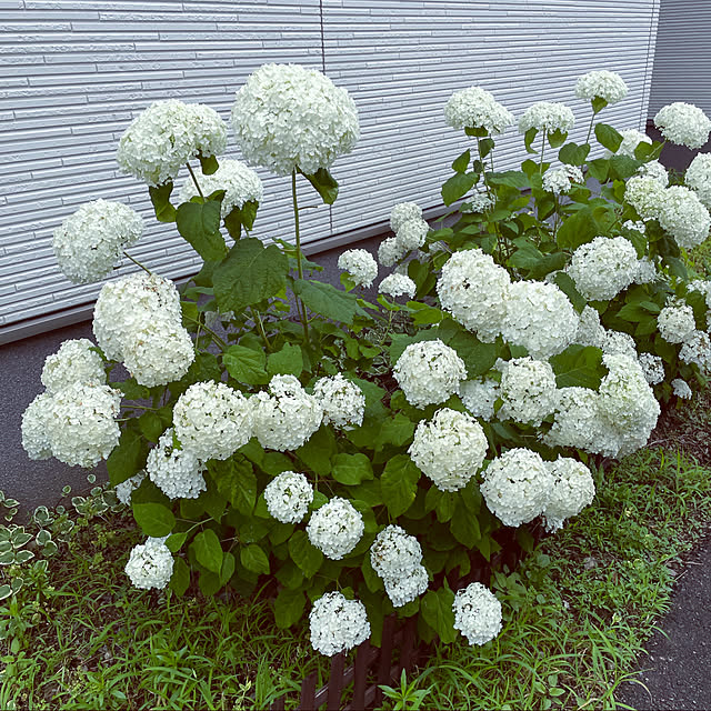 写真付きレビュー おすすめの紫陽花人気ギフト誕生日の鉢花22年6月開花プレゼントにアジサイ開花は6月頃アナベル鉢植え人気の白いアジサイアナベル7月 10日以降のお届けは開花終了しており 剪定した状態でのお届けになりますの通販商品 口コミ情報 Roomclipショッピング