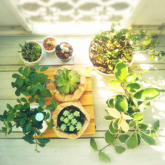 プレミアム用土 少量パック1l 観葉植物の土 多肉植物 の植え替えにも最適 虫がわきにくので室内利用におすすめ 小鉢の植替えに便利 排水性 通気性に優れ 根腐れを防ぎます 硬質赤玉土が主体 ベストソイルミックス 塊根植物 フィカスの植え替え培養土のレビュー