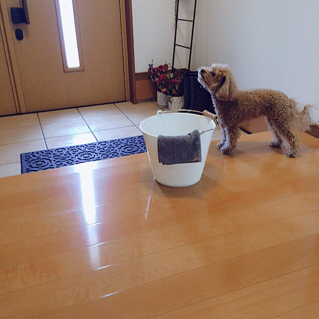 玄関 入り口 モノ集め ぞうきん バケツ トイプードル などのインテリア実例 18 01 17 10 52 03 Roomclip ルームクリップ