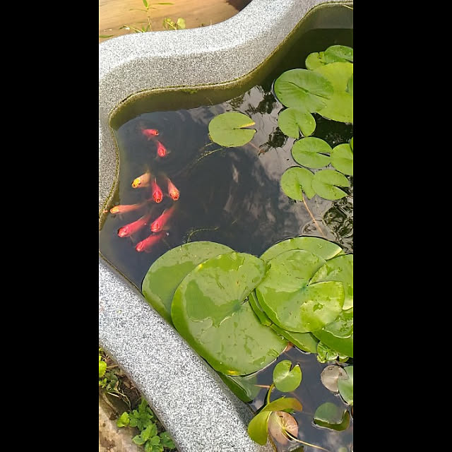 金魚 池 ビオトープのインテリア実例 17 09 01 23 53 49 Roomclip ルームクリップ