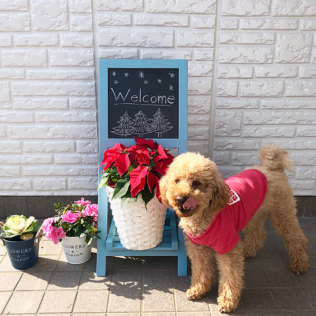 イマジン ウォール ペイント 2l 水性塗料 White ホワイト壁紙の上に塗るのに最適なペンキ 約12 14平米の壁が塗れます メーカー直送 商品のレビュー クチコミとして参考になる投稿21枚