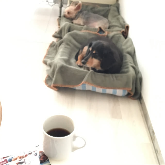 ニトリ ひざ掛け ソリッド カーキ Q のレビュー 口コミとして参考になる投稿3枚 Roomclip ルームクリップ