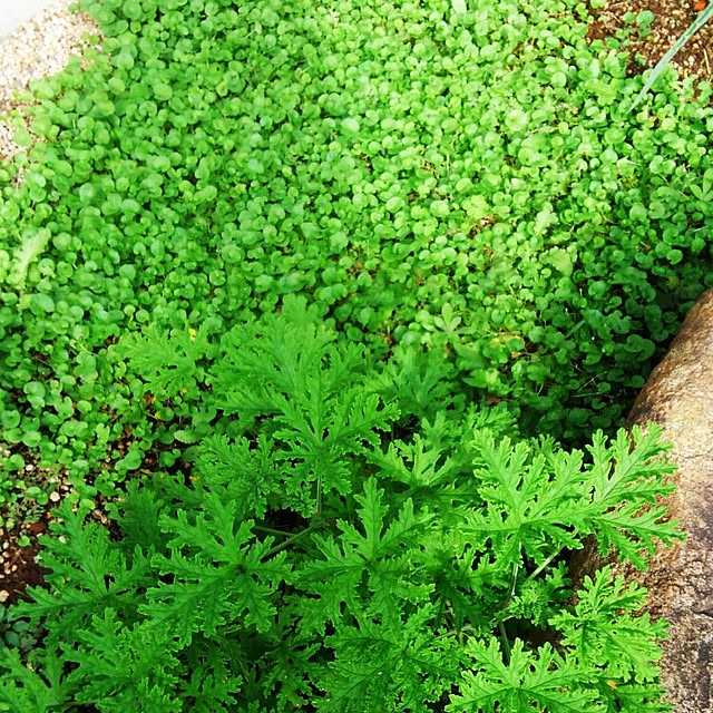 お試し カトリソウ 虫除けの木 4号 白色 プラスチック鉢 蚊取草 ニオイゼラニウム カレンソウ センテッドゼラニウム 蚊酔草 蚊連草 苗 苗木 蚊 蚊除け 香取 蚊取り草 節電対策 デング熱対策のレビュー クチコミとして参考になる投稿2枚