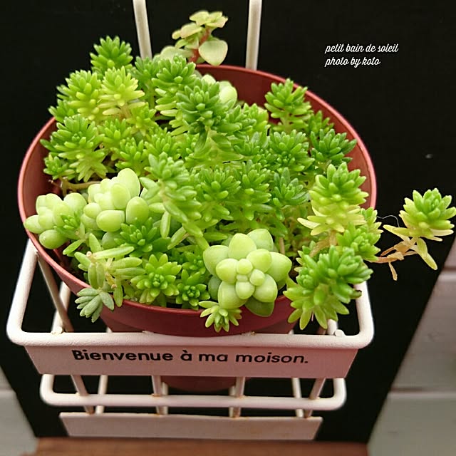 多肉植物 Seセダム ばらまき新玉つづり タマツヅリ 多肉植物 セダム 7 5cmポットのレビュー クチコミとして参考になる投稿5枚 Roomclip ルームクリップ
