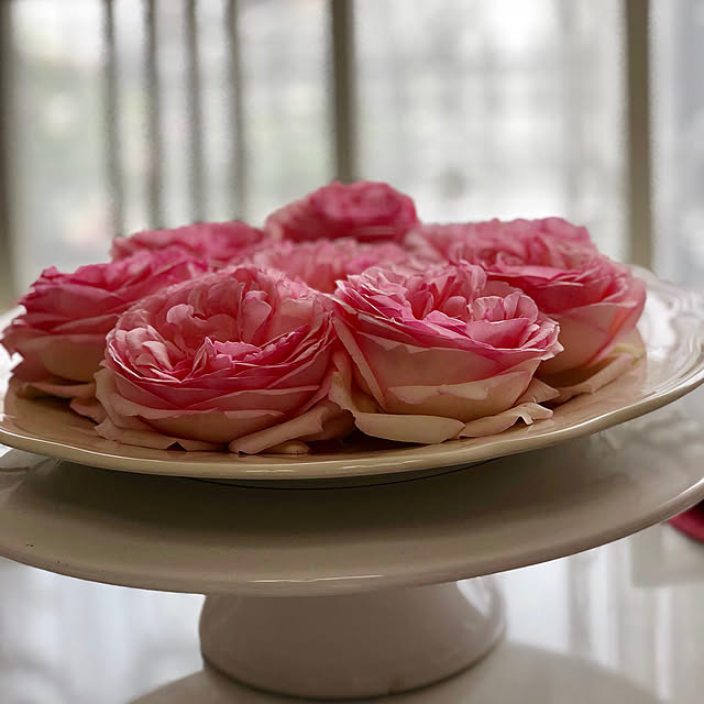 バラ苗 ピエールドゥロンサール 3年生特大苗 つるバラ 初心者に超おすすめ つる性 ピンク バラ 苗 つるばら 薔薇 バラ 苗木のレビュー クチコミとして参考になる投稿6枚