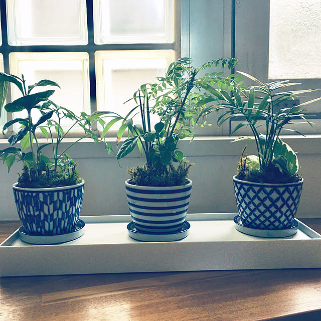 写真付きレビュー 植木鉢 市松模様 磁器 和風 染付ソバ猪口型 石畳 鮹唐草 七宝 青海波 皿付 8cm 2 5号 穴あり 受け皿付 白 青 和鉢 中国鉢 呉須 東京オリンピック ロゴ 年 プランター 小さい 鉢 中国 和室 おしゃれ 室内 鉢植え 園芸 観葉植物