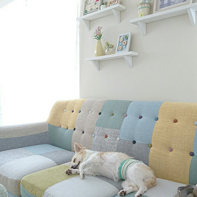 部屋全体 いぬと暮らす 犬のいる暮らし チワワとマルチーズのmix ２歳になった僕です などのインテリア実例 21 07 13 46 40 Roomclip ルームクリップ