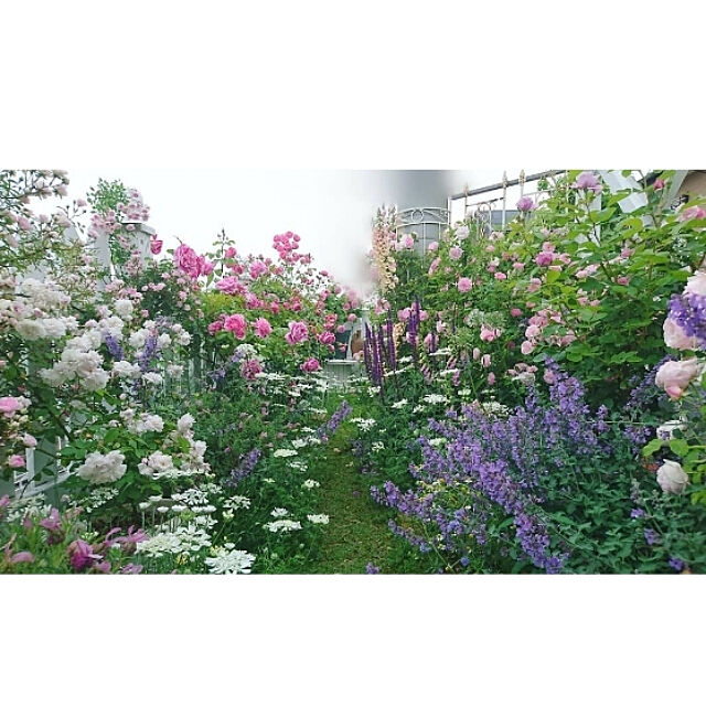 部屋全体 庭のバラ Garden 春がすみ バラのある暮らし などのインテリア実例 10 17 22 38 38 Roomclip ルームクリップ