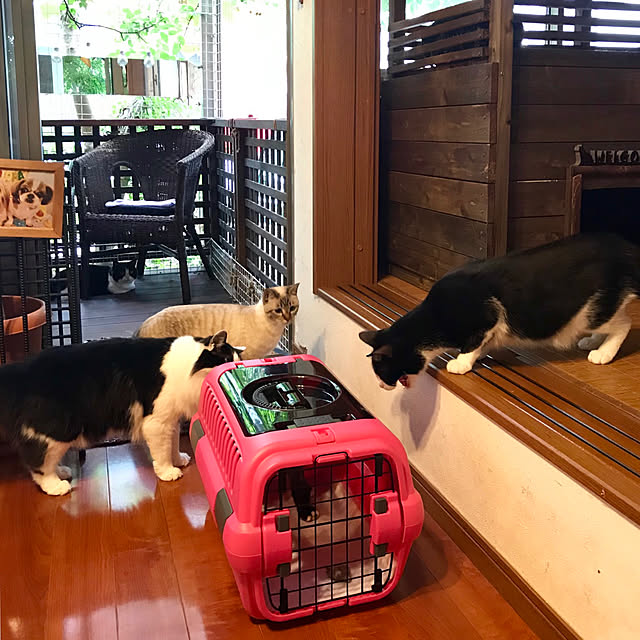 商い リッチェル キャンピングキャリー Mサイズ 小型犬 猫用 ライトピンク Cb Fucoa Cl