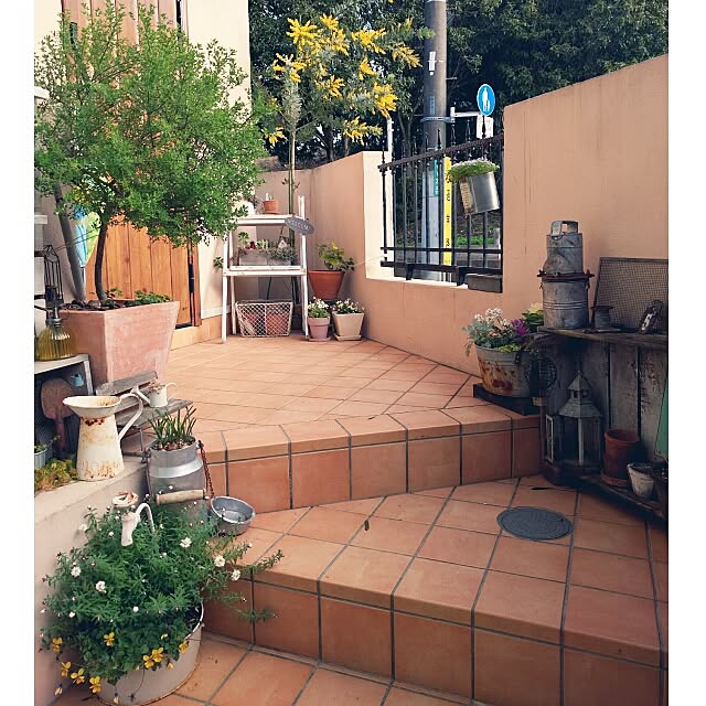 アカシア ギンヨウアカシア6号ポット 銀葉アカシア ゴールデンミモザ 大型種 のレビュー クチコミとして参考になる投稿8枚 Roomclip ルームクリップ