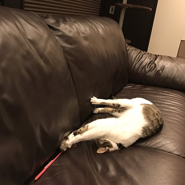 じゃれ猫 チューチュー 1コ入 じゃれ猫 快適ねこ生活 のレビュー クチコミとして参考になる投稿1枚 Roomclip Item