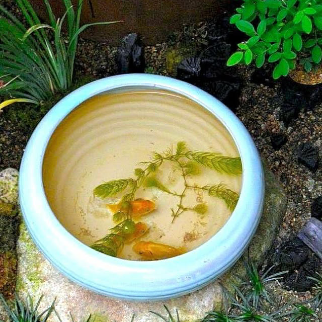 玄関 入り口 日本庭園 手水鉢 金魚のインテリア実例 18 07 16 16 00 19 Roomclip ルームクリップ