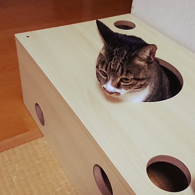 1年保証 猫 おもちゃ 猫箱 ボックス ベッド 遊び ねこ ネコ 玩具 オモチャ 小屋 室内 ストレス発散 運動不足 対策 多頭飼い シニア キャット 猫用 猫ベッド ペット用品 ペットグッズ 送料無料 あす楽 のレビュー クチコミとして参考になる投稿10枚 Roomclip 1年保証 猫 おもちゃ 猫箱 ボックス ベッド 遊び ねこ ネコ 玩具 オモチャ 小屋 室内 ストレス発散 運動不足 対策 多頭飼い シニア キャット 猫用 猫ベッド ペット用品 ペットグッズ 送料無料 あす楽 のレビュー クチコミとして参考になる投稿10枚 Roomclip