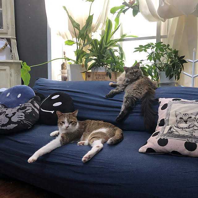 宅急便発送商品 新シリーズ星型入荷 全6デザイン スマイルクッション Smile Happy 丸型 ロンハーマン風 中綿入り ハワイアン雑貨 カリフォルニア Hawaii プレゼント インテリアのレビュー クチコミとして参考になる投稿7枚 Roomclip ルームクリップ