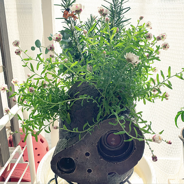 写真付きレビュー 花苗 はなかんざし 1鉢 3 3 5号 お届け中 Helipterum Rosem 花かんざし ハナカンザシ 花苗 ガーデン苗 寄せ植え ガーデニング ガーデン 春苗の通販商品 口コミ情報 Roomclipショッピング