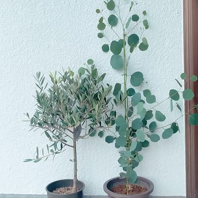 オリーブの木 ユーカリポポラス 植物のある暮らし Diy 昭和レトロ などのインテリア実例 08 10 18 50 37 Roomclip ルームクリップ