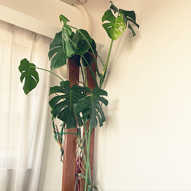 New Ikea イケアfejka フェイカ人工観葉植物 室内 屋外用 モンステラ 19 Cm403 952 93のレビュー クチコミとして参考になる投稿1枚 Roomclip ルームクリップ