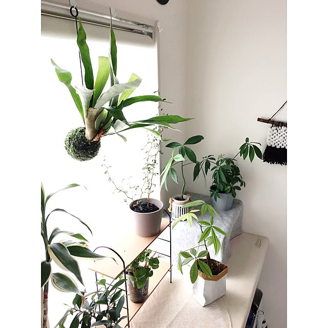 送料無料 コウモリラン ネザーランドの苔玉 ビカクシダ 今月の植物 元気いただきますプロジェクト のレビュー クチコミとして参考になる投稿68枚 Roomclip ルームクリップ