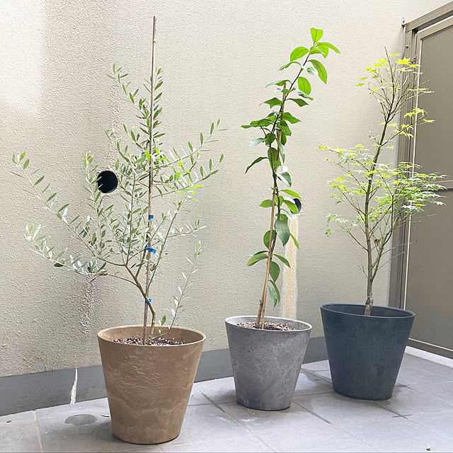 写真付きレビュー アートストーン コニック L 植木鉢 大型 軽量 おしゃれ プラスチック の通販商品 口コミ情報 Roomclipショッピング