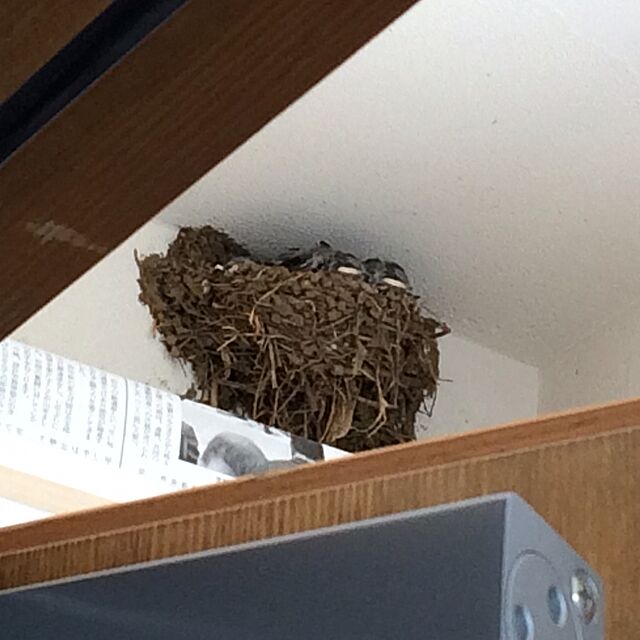 玄関 に ツバメ の 巣
