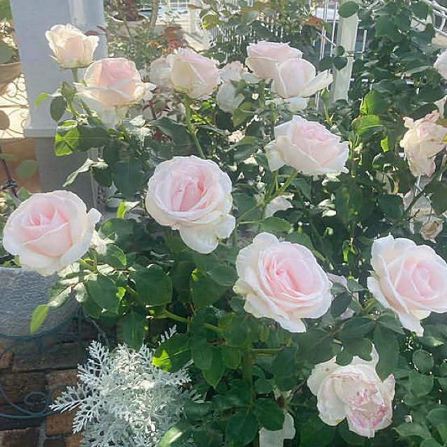 ガーデニング 狭い庭 薔薇のある暮らし 薔薇 薔薇の庭 などのインテリア実例 22 08 08 11 49 Roomclip ルームクリップ
