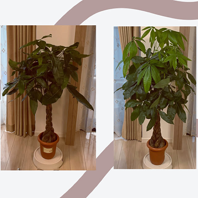 パキラ成長中 観葉植物 リビングのインテリア実例 22 09 01 06 17 35 Roomclip ルームクリップ パキラ成長中 観葉植物 リビングのインテリア実例 22 09 01 06 17 35 Roomclip ルームクリップ