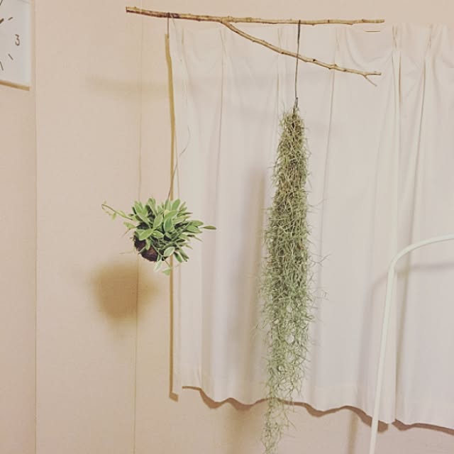 エアプランツ ウスネオイデス 観葉植物 おしゃれ 人気 チランジア エアープランツのレビュー クチコミとして参考になる投稿3枚