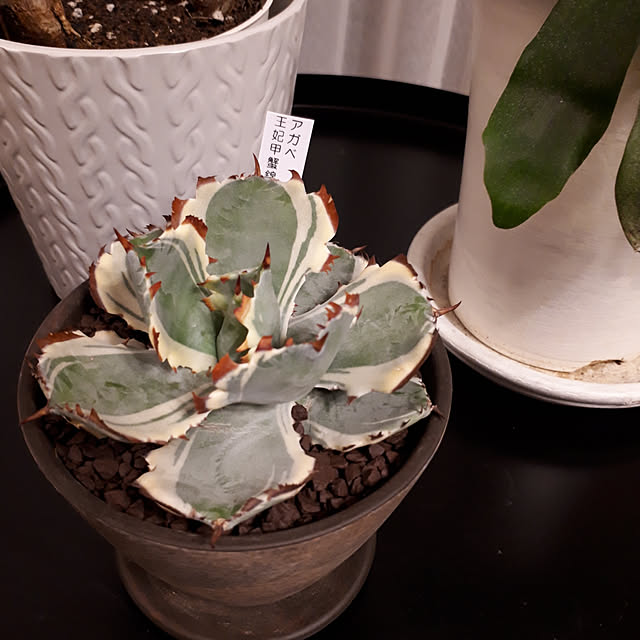 多肉植物 アガベ 甲蟹錦 カブトガニニシキ 幅14cm 現品 一品限り 安い 100 新品 デザインと機能性を兼ね備えたdiy 工具 おもちゃ ゲーム その他キッチン用品 イス チェアを豊富に揃えております 驚きの破格値 定番人気 Tritowntimes Net 多肉植物 アガベ 甲蟹錦 カブトガニニシキ 幅14cm 現品 一品限り 安い 100 新品 デザインと機能性を兼ね備えたdiy 工具 おもちゃ ゲーム その他キッチン用品 イス チェアを豊富に揃えております 驚きの破格値 定番人気 Tritowntimes Net
