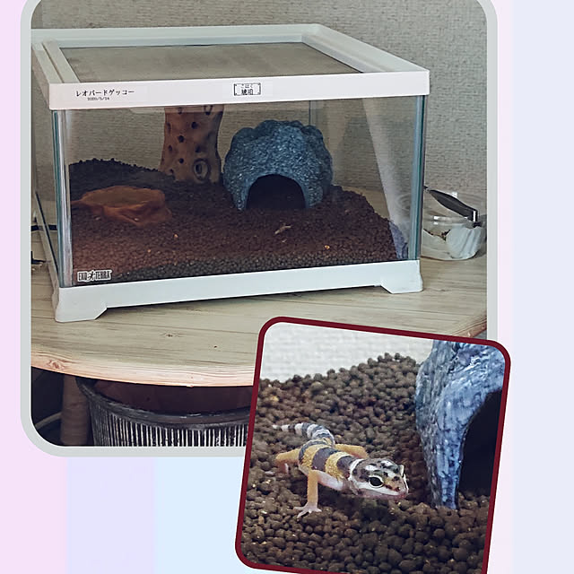 Gex エキゾテラ Exoterra レオパ飼育キット 餌 えさ エサ 観賞魚 餌やり 水槽 熱帯魚 観賞魚 飼育 生体 通販 販売 アクアリウム あくありうむ のレビュー クチコミとして参考になる投稿7枚 Roomclip ルームクリップ Gex エキゾテラ Exoterra レオパ飼育キット 餌 えさ エサ 観賞魚 餌やり 水槽 熱帯魚 観賞魚 飼育 生体 通販 販売 アクアリウム あくありうむ のレビュー クチコミとして参考になる投稿7枚 Roomclip ルームクリップ