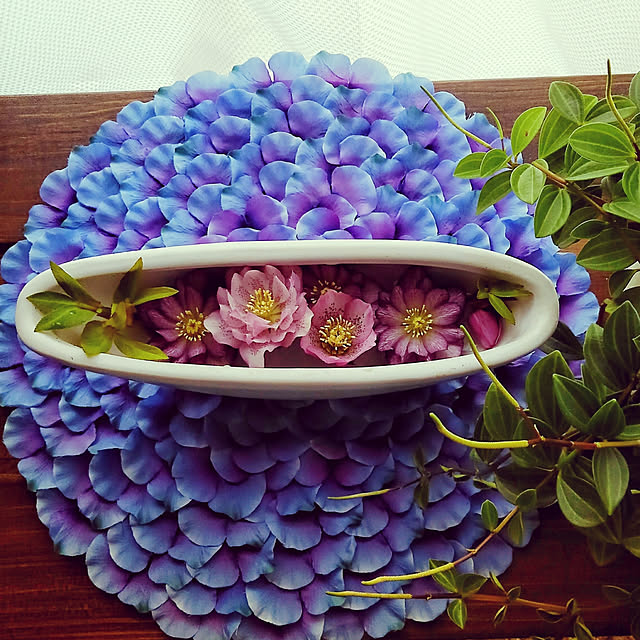 写真付きレビュー ペペロミア アングラータ 観葉植物 9cmポット の通販商品 口コミ情報 Roomclipショッピング