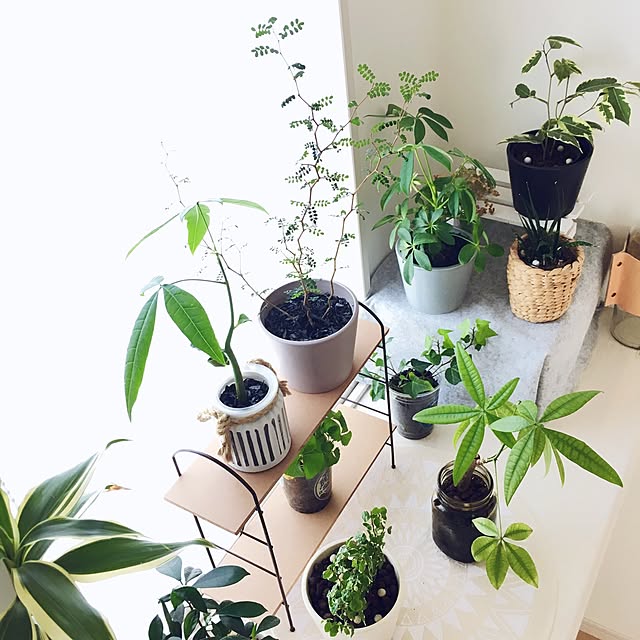 木炭 2l 観葉植物 ハイドロカルチャー 水耕栽培 インテリアグリーンのレビュー クチコミとして参考になる投稿3枚
