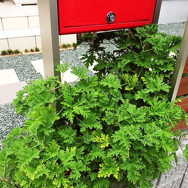 蚊逃草 虫よけ かにげそう 天然蚊よけ 4鉢セット 4株 ローズゼラニウム ゼラニウムのレビュー クチコミとして参考になる投稿1枚 Roomclip ルームクリップ 蚊逃草 虫よけ かにげそう 天然蚊よけ 4鉢セット 4株 ローズゼラニウム ゼラニウムのレビュー クチコミとして参考になる投稿1枚 Roomclip ルームクリップ