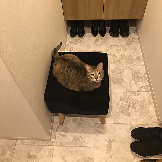 クッションシート/大理石柄/大理石風クッションフロア/ダイソー/100均/ねこのいる日常...などのインテリア実例