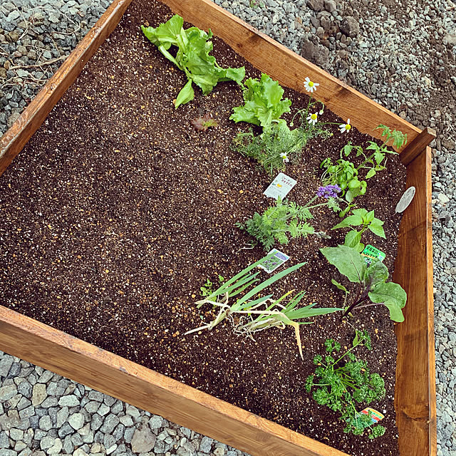 トーホク サラダレタスミックス5 種 プランター栽培もおすすめ 日 30日で収穫 家庭菜園 プランター栽培 ベビーリーフ レタスのタネ 野菜 たね のレビュー クチコミとして参考になる投稿2枚 トーホク サラダレタスミックス5 種 プランター栽培もおすすめ 日 30日で収穫 家庭菜園 プランター栽培 ベビーリーフ レタスのタネ 野菜 たね のレビュー クチコミとして参考になる投稿2枚